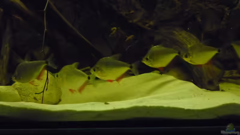 Besatz im Aquarium Amazon Deadwood Nur noch als Beispiel von DerImperator (60)