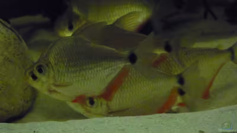 Besatz im Aquarium Amazon Deadwood Nur noch als Beispiel von DerImperator (61)