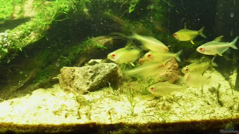 Besatz im Aquarium Amazon Inspire von MiCa (11)