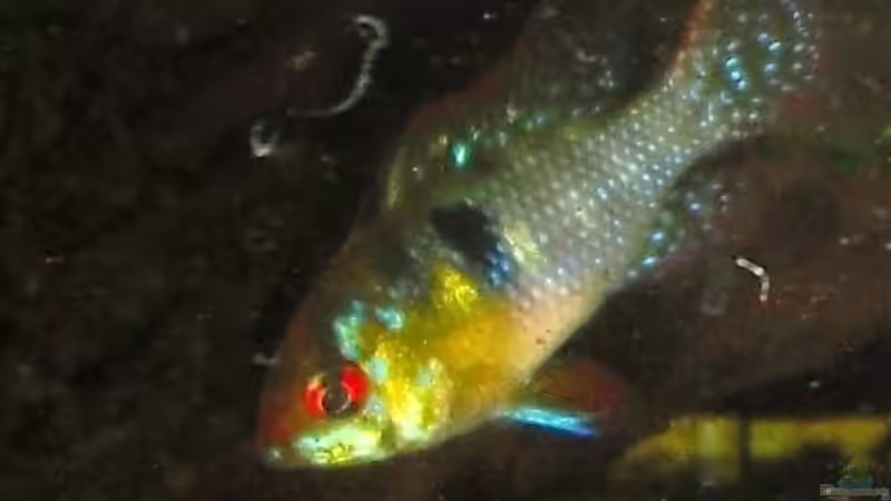 Besatz im Aquarium Amazon Inspire von MiCa (12)