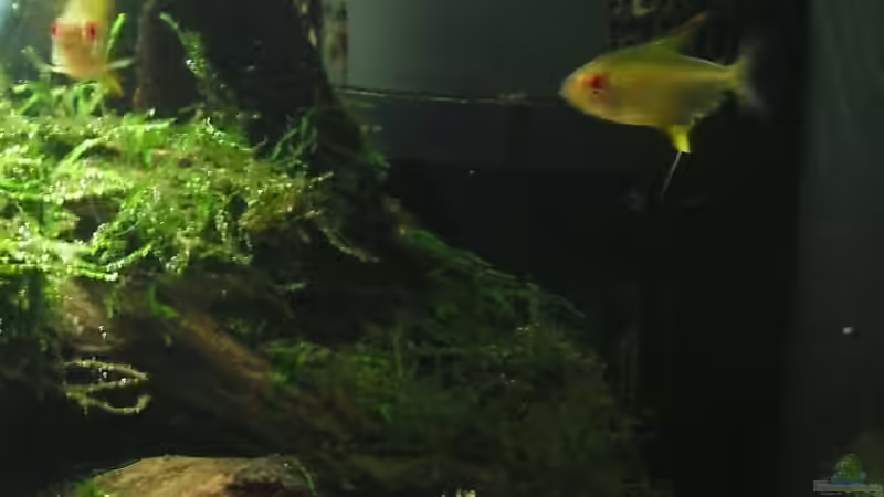 Besatz im Aquarium Amazon Inspire von MiCa (7)