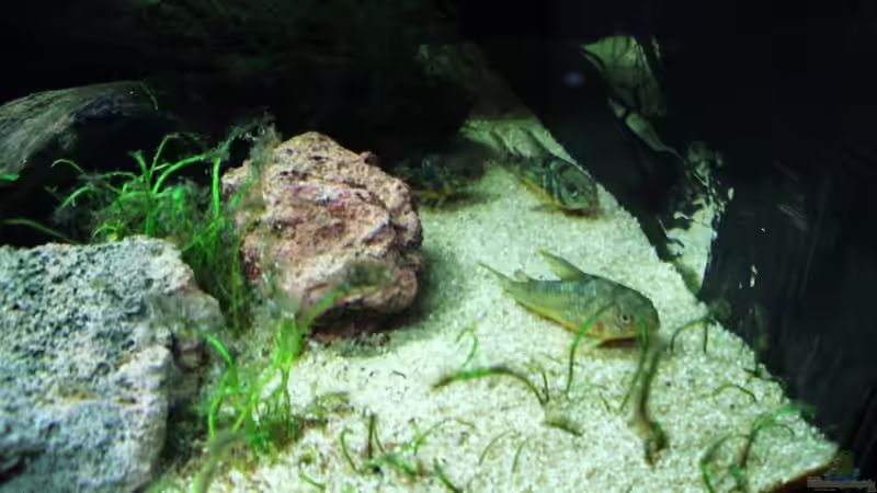 Besatz im Aquarium Amazon Inspire von MiCa (8)