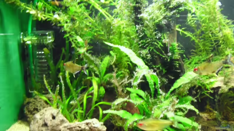 Besatz im Aquarium Amazon Inspire von MiCa (9)