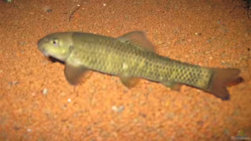 Besatz im Aquarium Amazonas - Corner von Jogi (36)