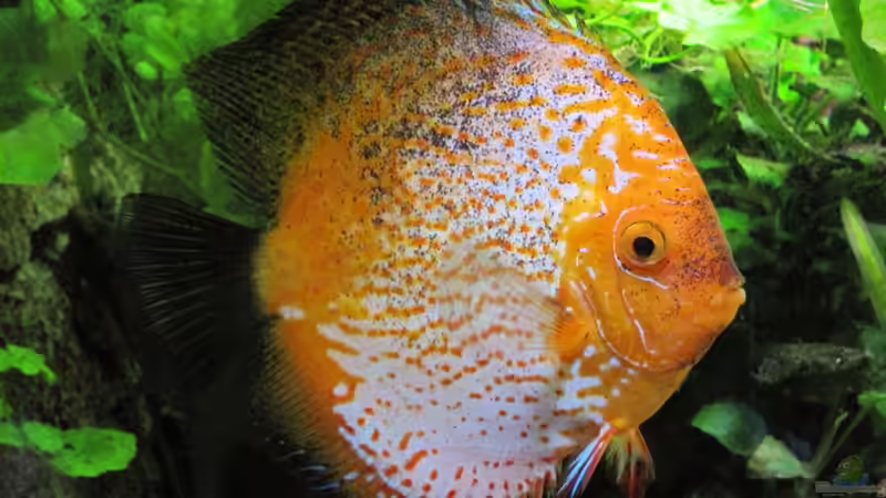 Besatz im Aquarium Amazonas - Corner von Jogi (62)