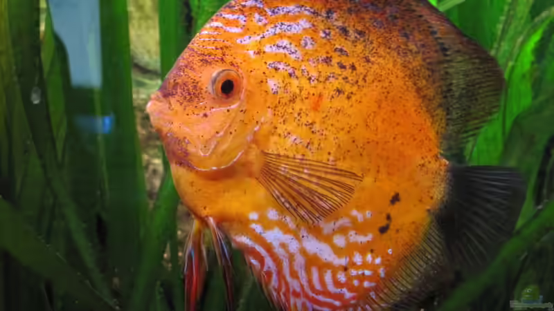 Besatz im Aquarium Amazonas - Corner von Jogi (63)