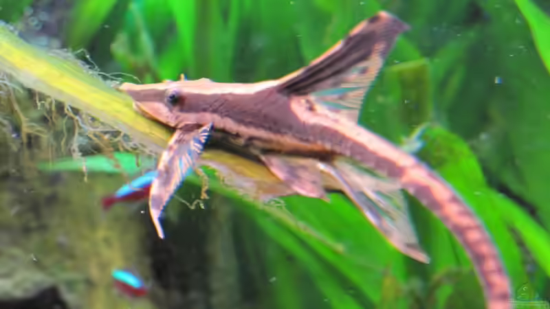 Besatz im Aquarium Amazonas - Corner von Jogi (64)