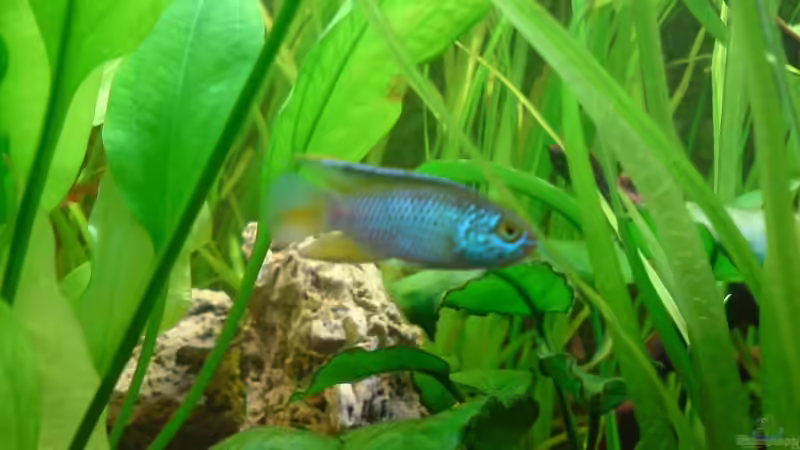 Besatz im Aquarium Amazonas - Zwergbuntbarsche &amp; Co (Aufgelöst) von Life (11)