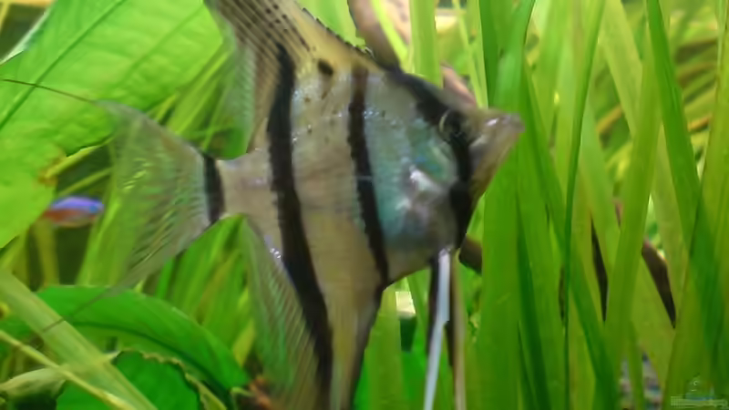 Besatz im Aquarium Amazonas - Zwergbuntbarsche &amp; Co (Aufgelöst) von Life (12)