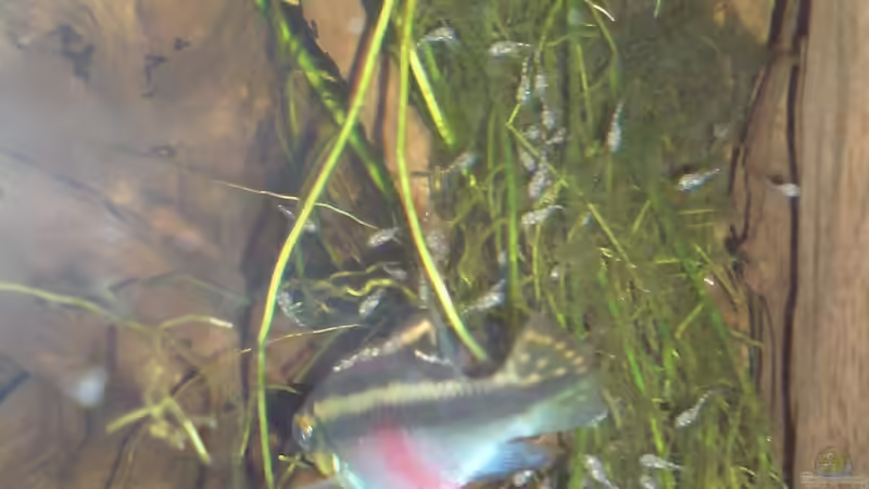 Besatz im Aquarium Amazonas - Zwergbuntbarsche &amp; Co (Aufgelöst) von Life (13)