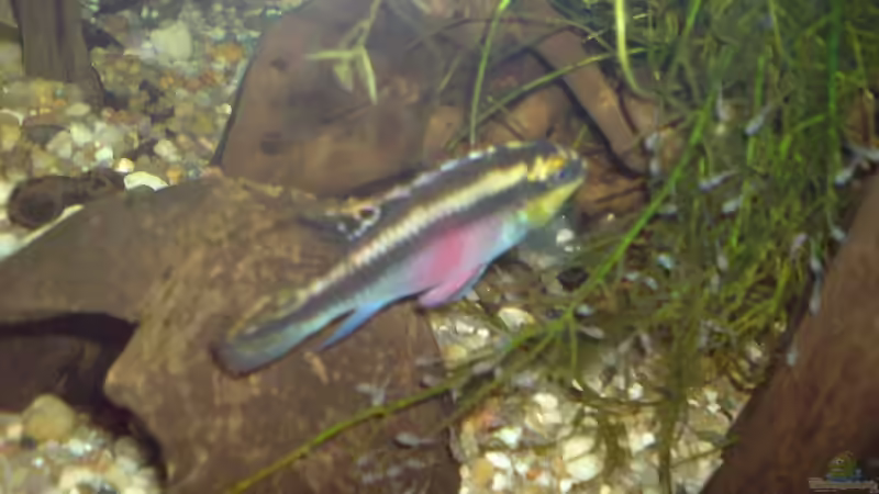 Besatz im Aquarium Amazonas - Zwergbuntbarsche &amp; Co (Aufgelöst) von Life (14)