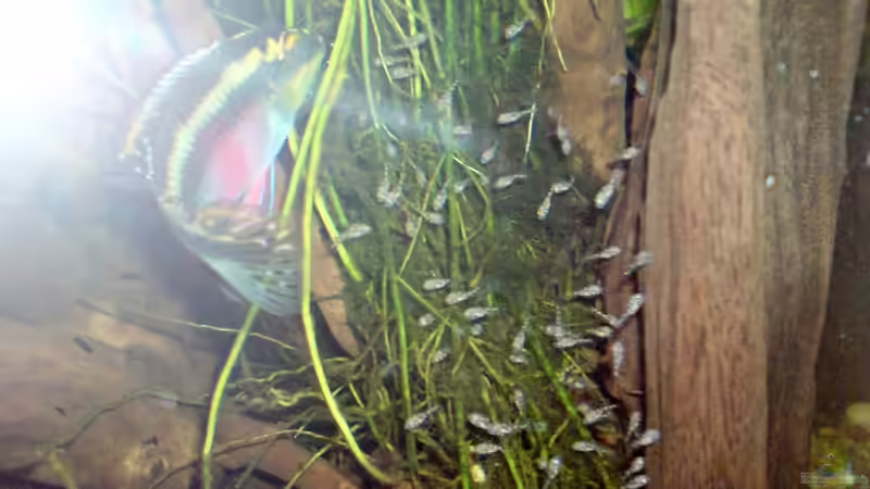 Besatz im Aquarium Amazonas - Zwergbuntbarsche &amp; Co (Aufgelöst) von Life (15)