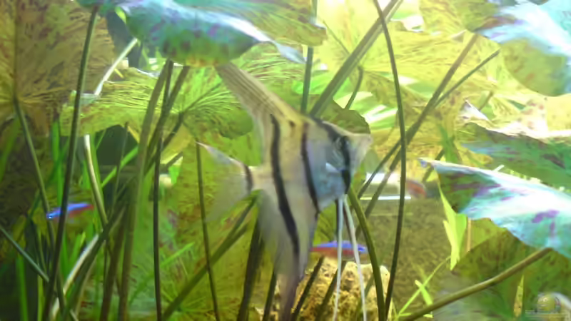 Besatz im Aquarium Amazonas - Zwergbuntbarsche &amp; Co (Aufgelöst) von Life (7)