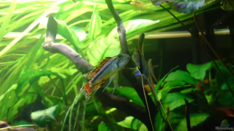 Besatz im Aquarium Amazonas - Zwergbuntbarsche &amp; Co (Aufgelöst) von Life (8)