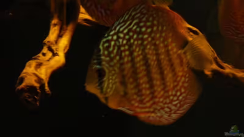 Besatz im Aquarium Amazonas- Flussufer (aufgelöst) von Zigermandli (15)