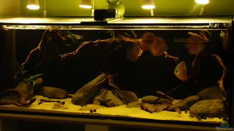 Besatz im Aquarium Amazonas- Flussufer (aufgelöst) von Zigermandli (17)