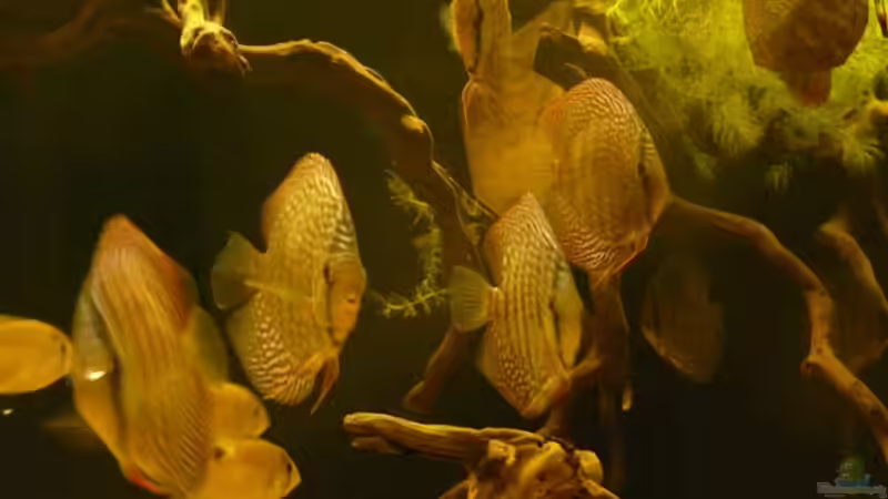 Besatz im Aquarium Amazonas- Flussufer (aufgelöst) von Zigermandli (19)