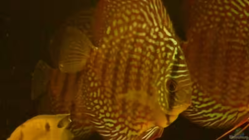 Besatz im Aquarium Amazonas- Flussufer (aufgelöst) von Zigermandli (21)