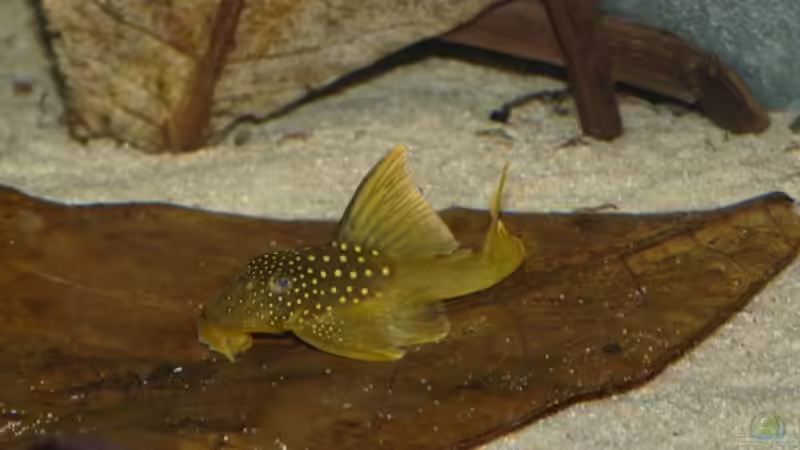 Besatz im Aquarium Amazonas- Flussufer (aufgelöst) von Zigermandli (22)