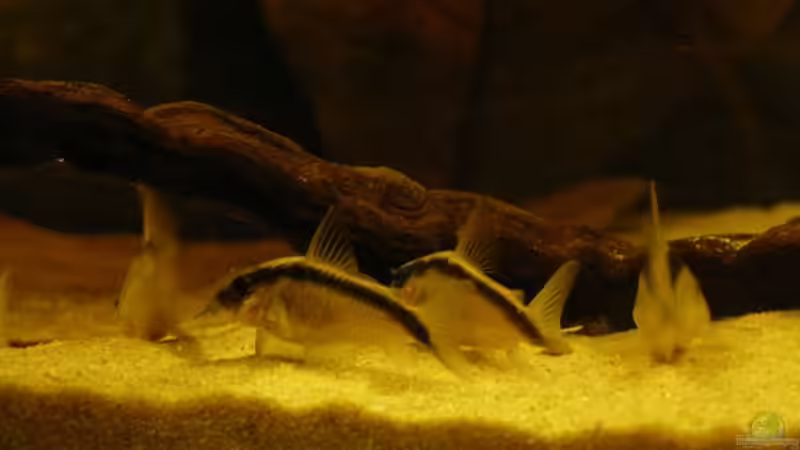 Besatz im Aquarium Amazonas- Flussufer (aufgelöst) von Zigermandli (25)