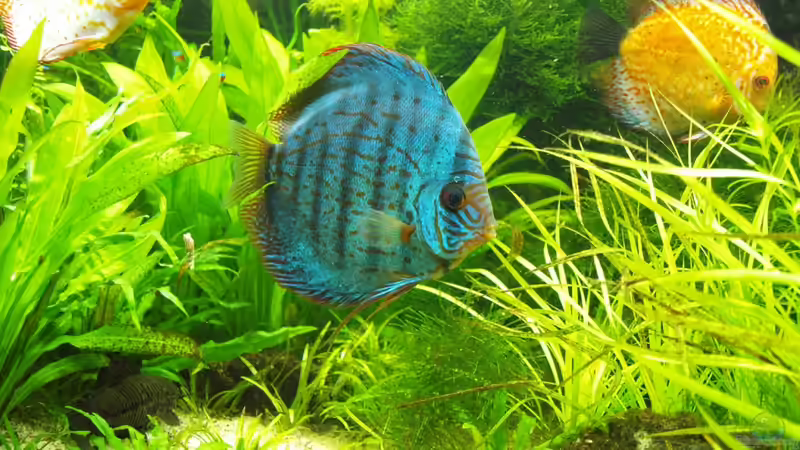 Besatz im Aquarium Amazonas  nur noch Beispiel von peaches (27)