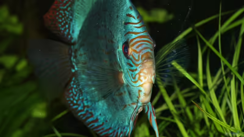 Besatz im Aquarium Amazonas  nur noch Beispiel von peaches (28)