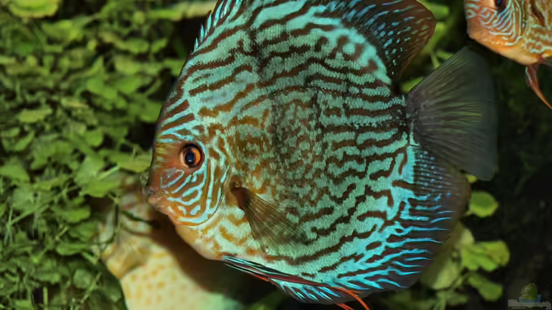 Besatz im Aquarium Amazonas  nur noch Beispiel von peaches (29)