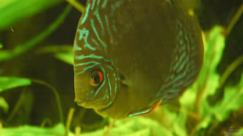 Besatz im Aquarium Amazonas  nur noch Beispiel von peaches (31)