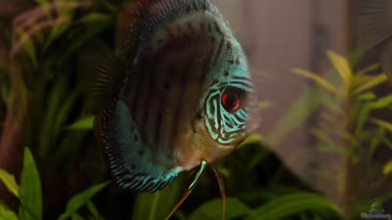 Besatz im Aquarium Amazonas  nur noch Beispiel von peaches (33)