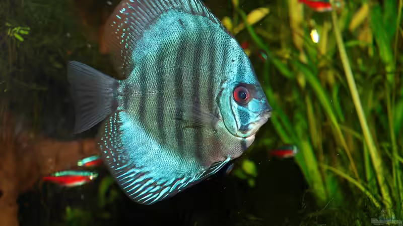 Besatz im Aquarium Amazonas  nur noch Beispiel von peaches (34)