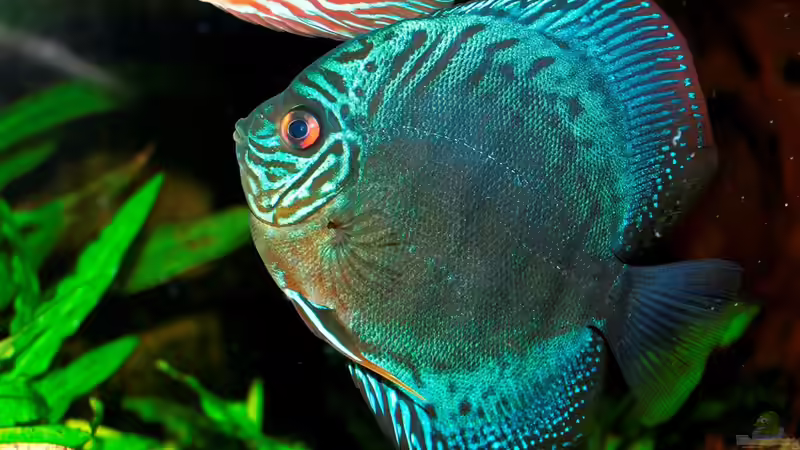 Besatz im Aquarium Amazonas  nur noch Beispiel von peaches (35)