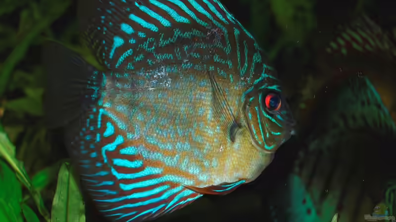 Besatz im Aquarium Amazonas  nur noch Beispiel von peaches (36)