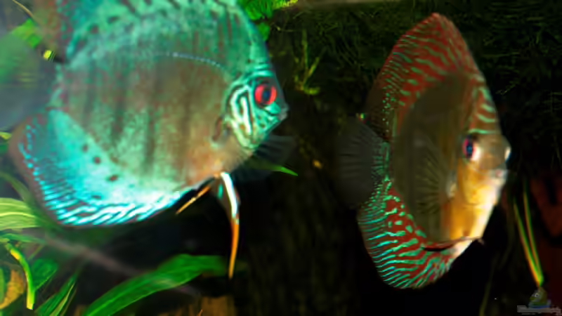 Besatz im Aquarium Amazonas  nur noch Beispiel von peaches (37)