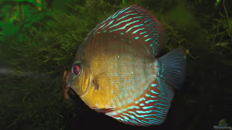 Besatz im Aquarium Amazonas  nur noch Beispiel von peaches (38)