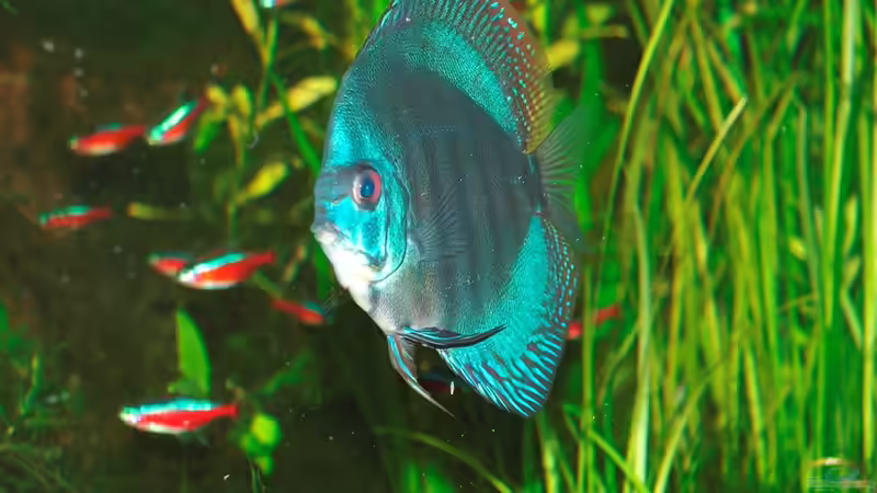 Besatz im Aquarium Amazonas  nur noch Beispiel von peaches (39)
