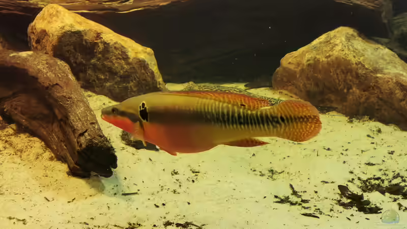 Besatz im Aquarium Amazonas 4500l von Fritz Gartner (25)