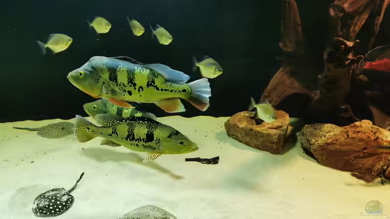 Besatz im Aquarium Amazonas 4500l von Fritz Gartner (26)