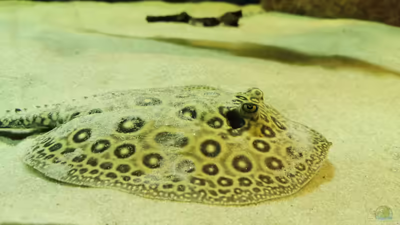 Besatz im Aquarium Amazonas 4500l von Fritz Gartner (27)