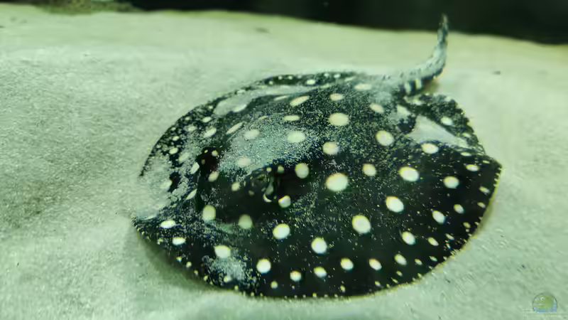 Besatz im Aquarium Amazonas 4500l von Fritz Gartner (28)