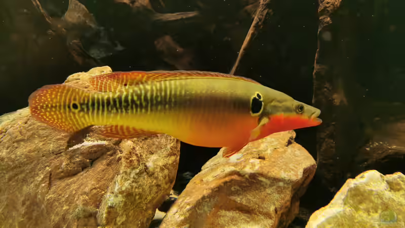 Besatz im Aquarium Amazonas 4500l von Fritz Gartner (29)