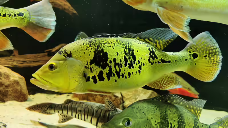 Besatz im Aquarium Amazonas 4500l von Fritz Gartner (30)