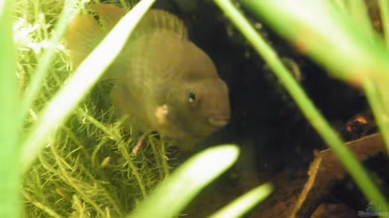 Besatz im Aquarium ~Amazonas~ Amano-Stil von Diskus-Freak®aka Benny&Anja (40)