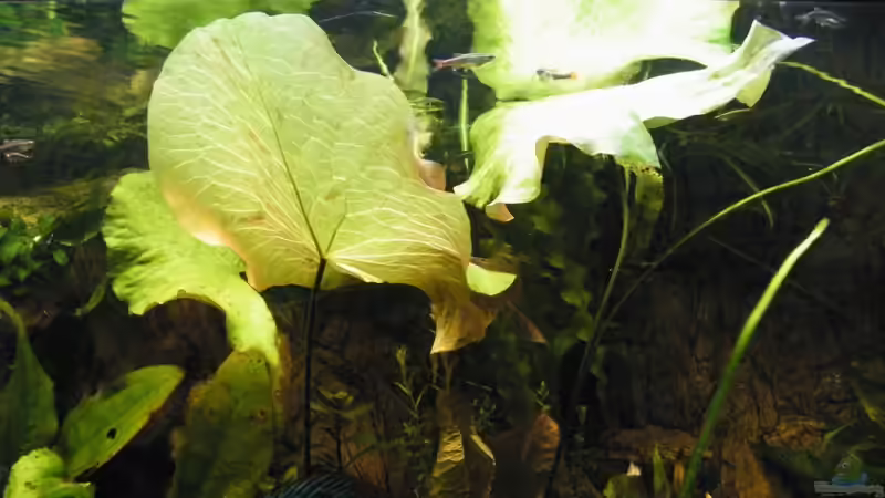 Besatz im Aquarium ~Amazonas~ Amano-Stil von Diskus-Freak®aka Benny&Anja (41)