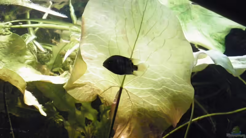 Besatz im Aquarium ~Amazonas~ Amano-Stil von Diskus-Freak®aka Benny&Anja (42)