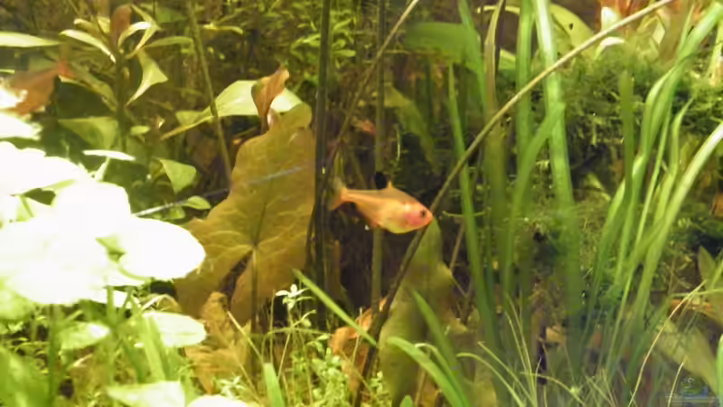 Besatz im Aquarium ~Amazonas~ Amano-Stil von Diskus-Freak®aka Benny&Anja (44)