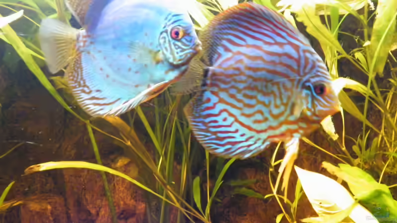 Besatz im Aquarium ~Amazonas~ Amano-Stil von Diskus-Freak®aka Benny&Anja (47)