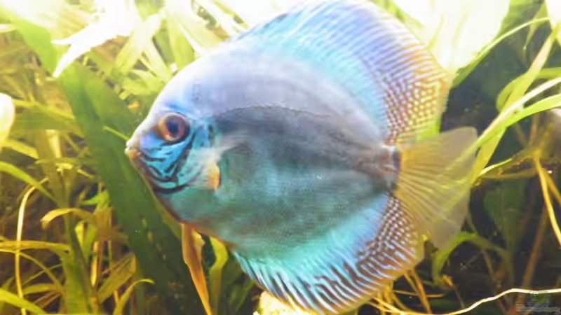 Besatz im Aquarium ~Amazonas~ Amano-Stil von Diskus-Freak®aka Benny&Anja (49)