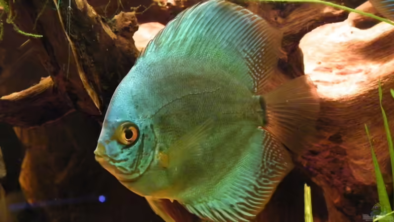 Besatz im Aquarium ~Amazonas~ Amano-Stil von Diskus-Freak®aka Benny&Anja (51)