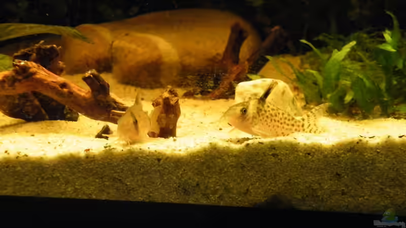 Besatz im Aquarium ~Amazonas~ Amano-Stil von Diskus-Freak®aka Benny&Anja (53)