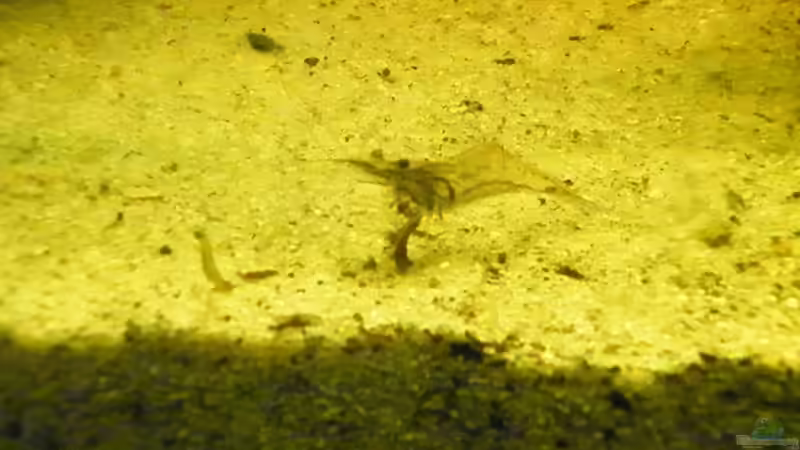 Besatz im Aquarium ~Amazonas~ Amano-Stil von Diskus-Freak®aka Benny&Anja (54)